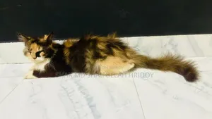 1+ year Female Purebred Persian