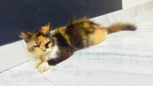 1+ year Female Purebred Persian