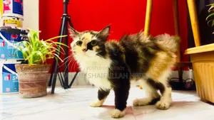 1+ year Female Purebred Persian