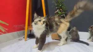 1+ year Female Purebred Persian