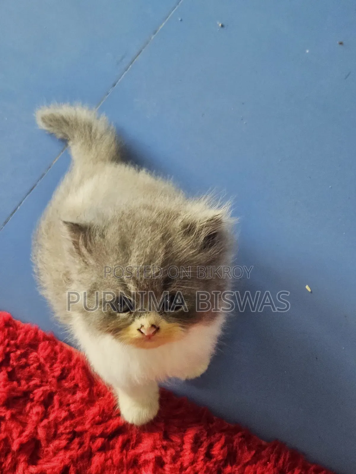 1-3 months Male Purebred Persian