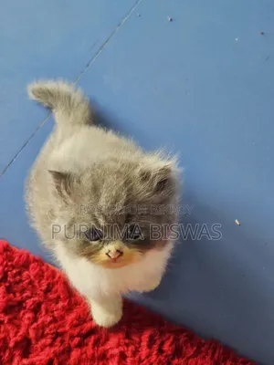 1-3 months Male Purebred Persian