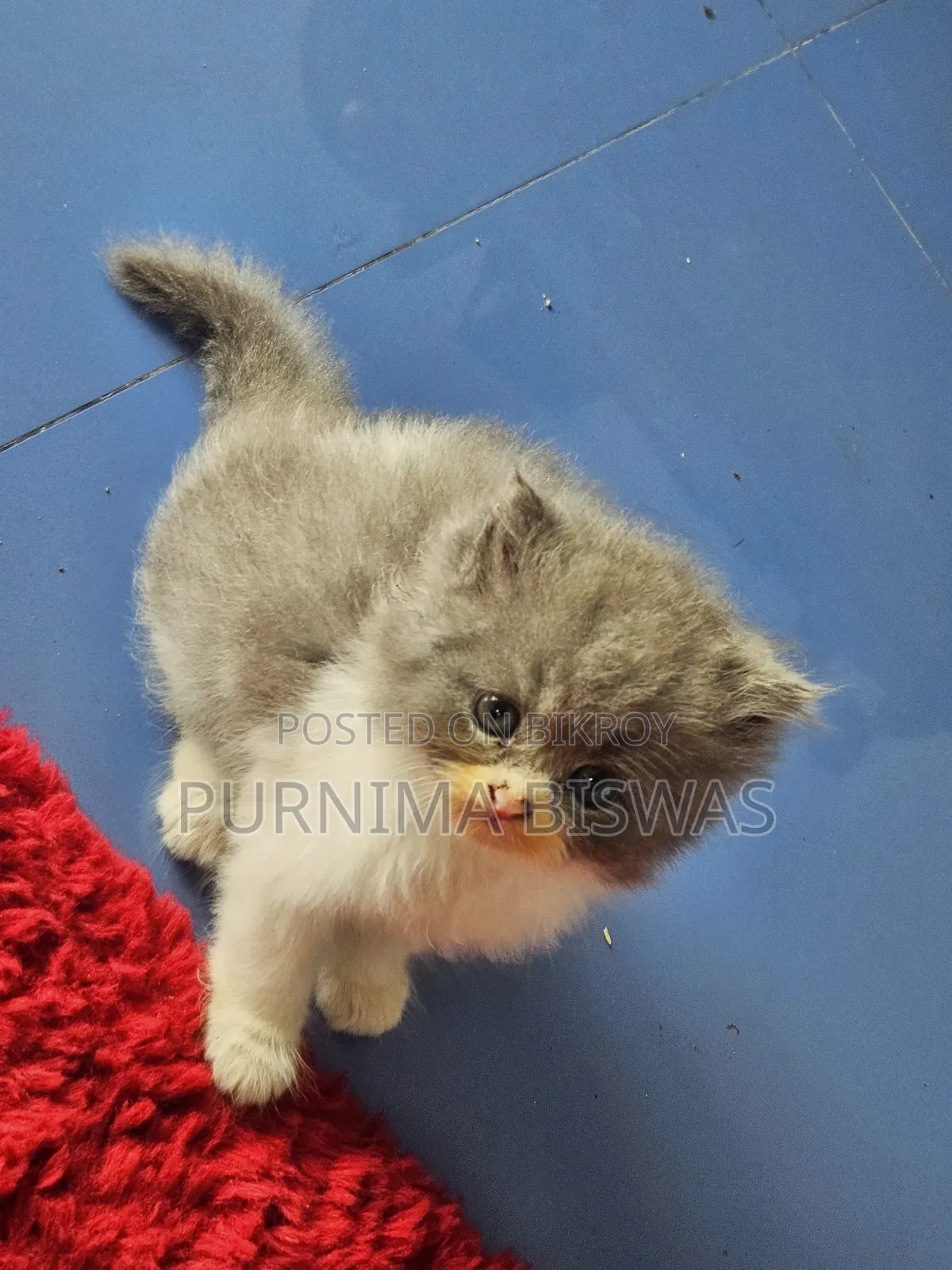 1-3 months Male Purebred Persian
