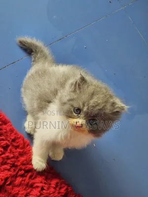 1-3 months Male Purebred Persian