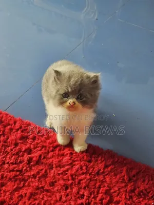 1-3 months Male Purebred Persian