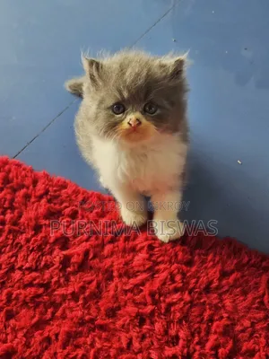 1-3 months Male Purebred Persian