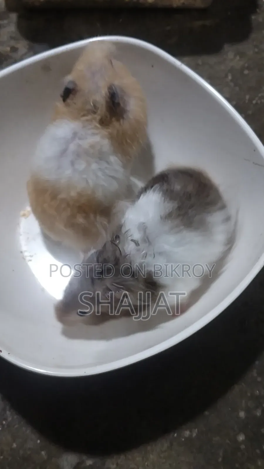 Syrian Hamster Adult Pair