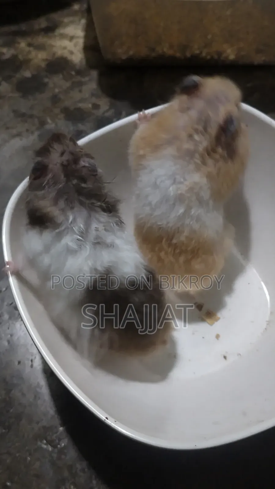 Syrian Hamster Adult Pair