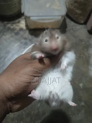 Syrian Hamster Adult Pair