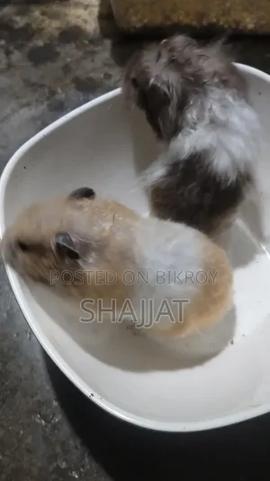 Syrian Hamster Adult Pair