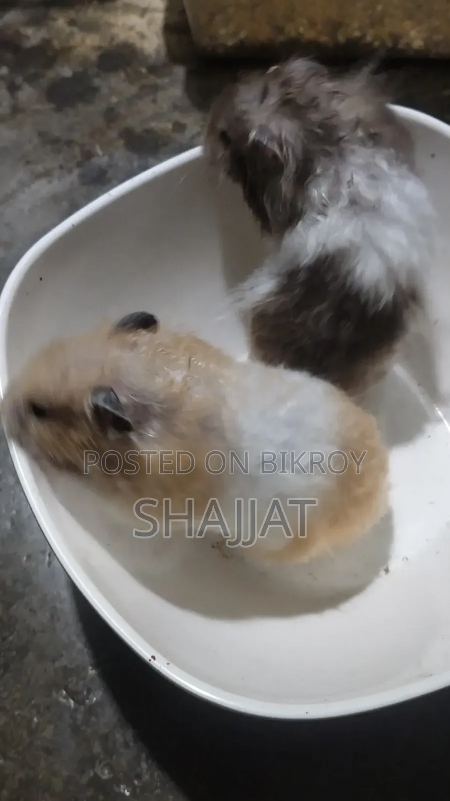 Syrian Hamster Adult Pair