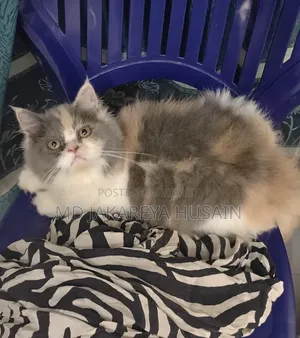 3-6 months Female Purebred Persian