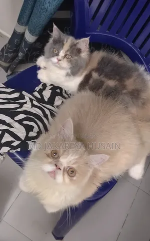 3-6 months Female Purebred Persian