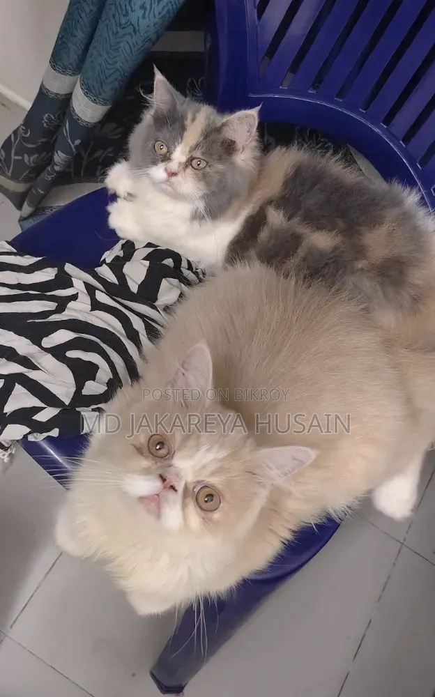 3-6 months Female Purebred Persian