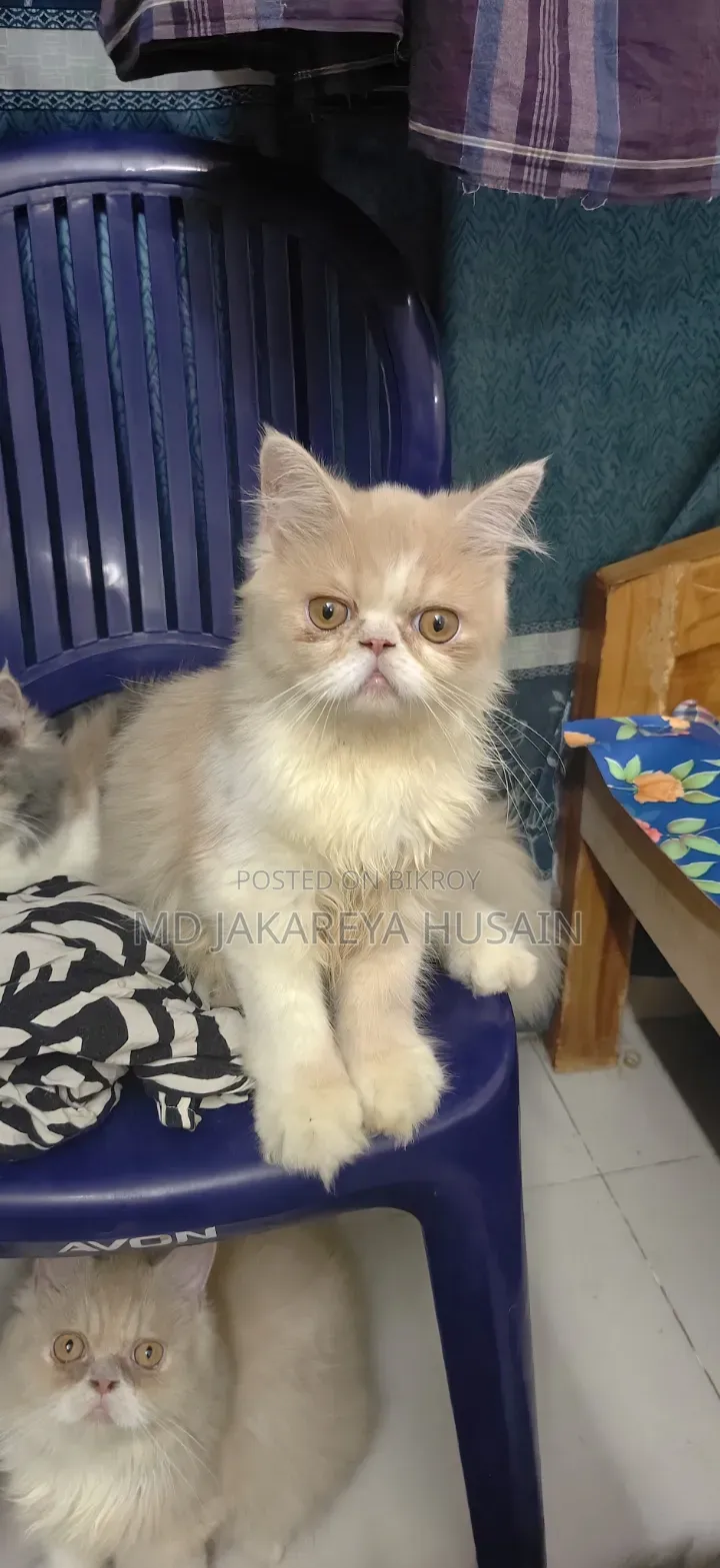 3-6 months Female Purebred Persian