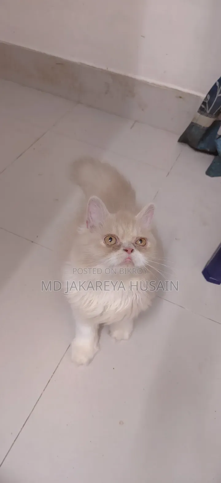 3-6 months Female Purebred Persian