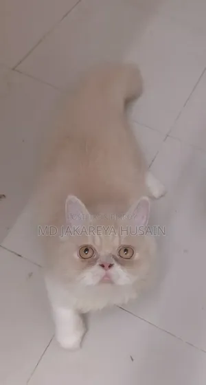 3-6 months Female Purebred Persian