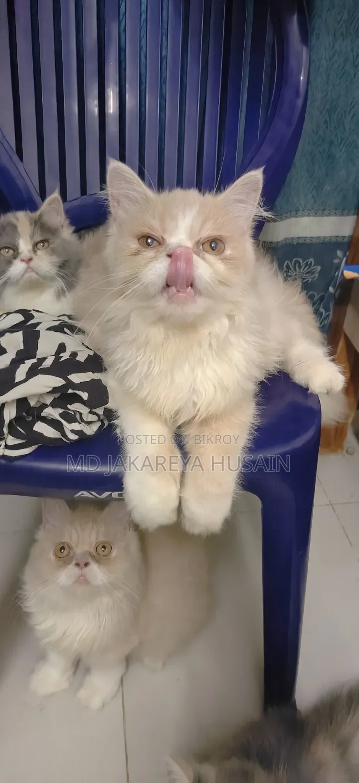 3-6 months Female Purebred Persian