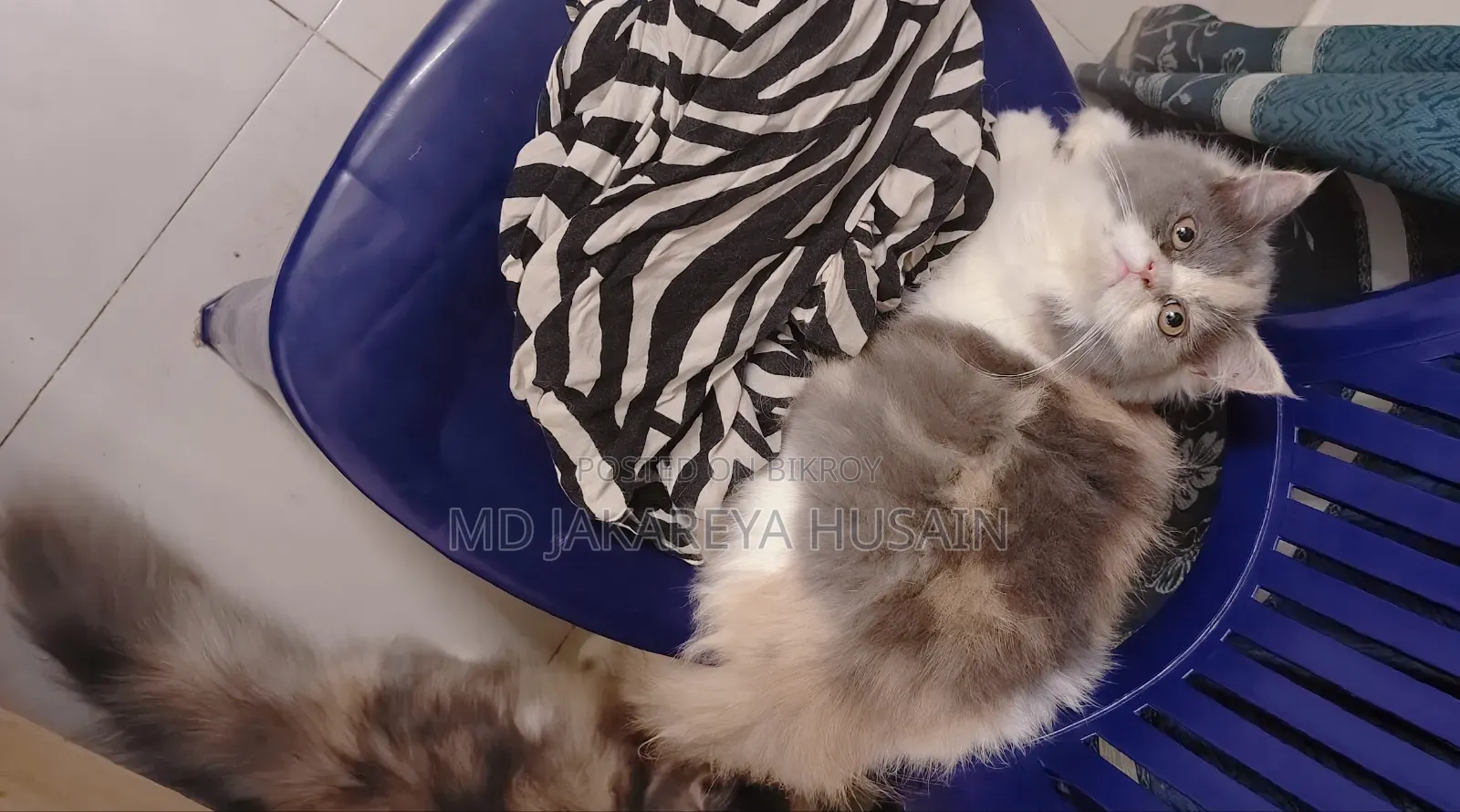 3-6 months Female Purebred Persian