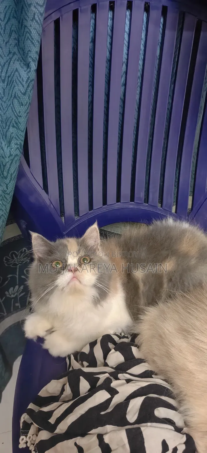 3-6 months Female Purebred Persian