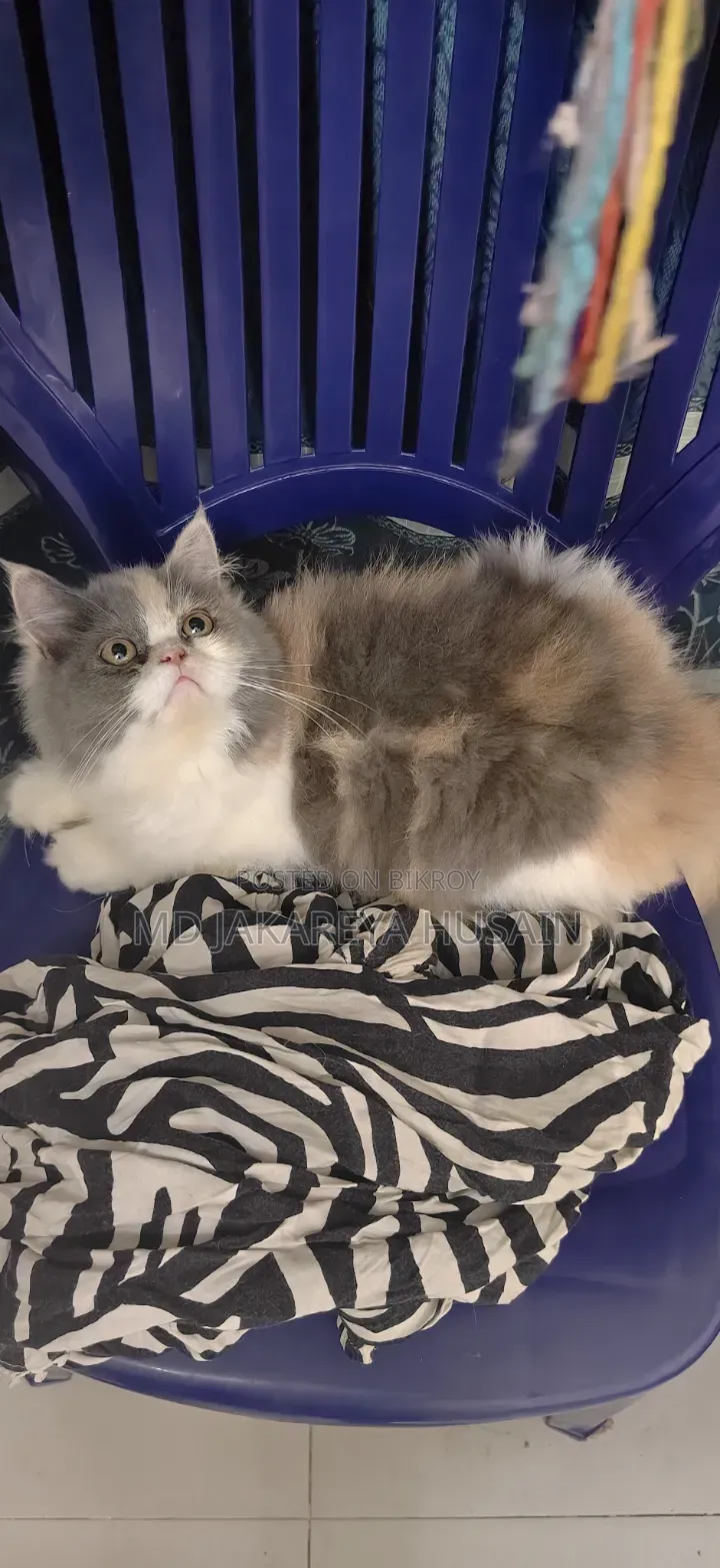 3-6 months Female Purebred Persian