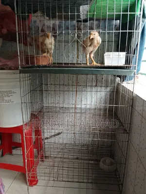 ৩ খোপের কবুতরের খাচা