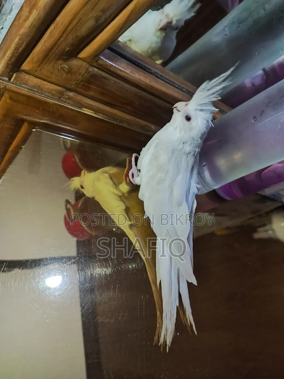 Albino Cockatiel Male Baby