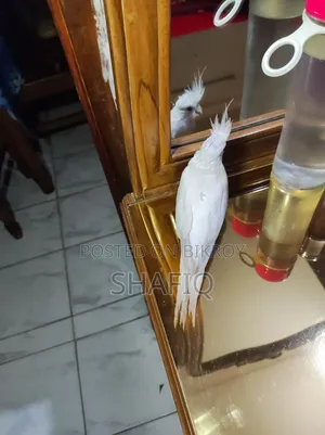 Albino Cockatiel Male Baby