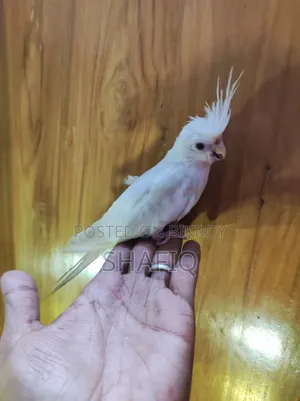Albino Cockatiel Male Baby
