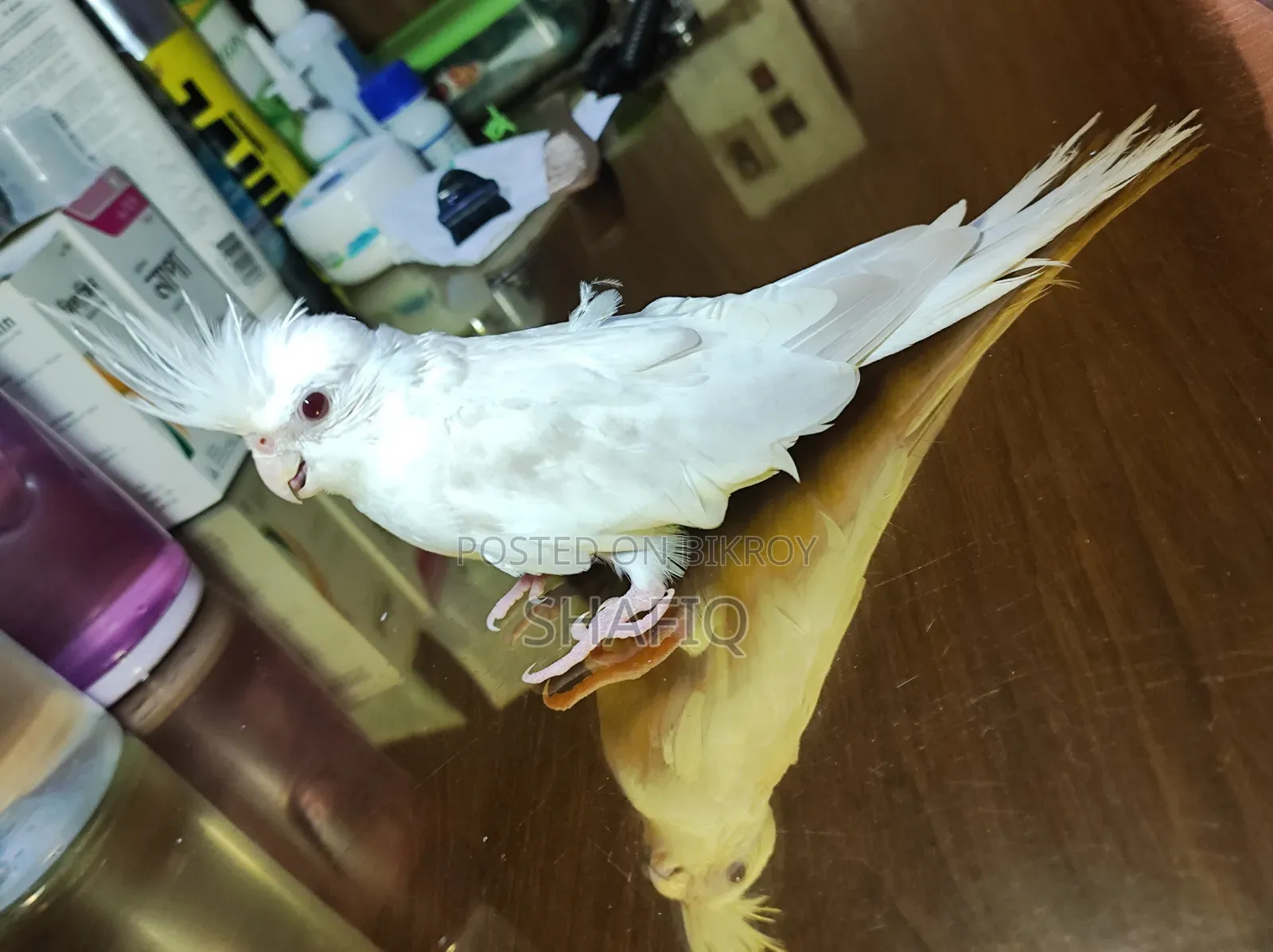 Albino Cockatiel Male Baby