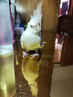 Albino Cockatiel Male Baby