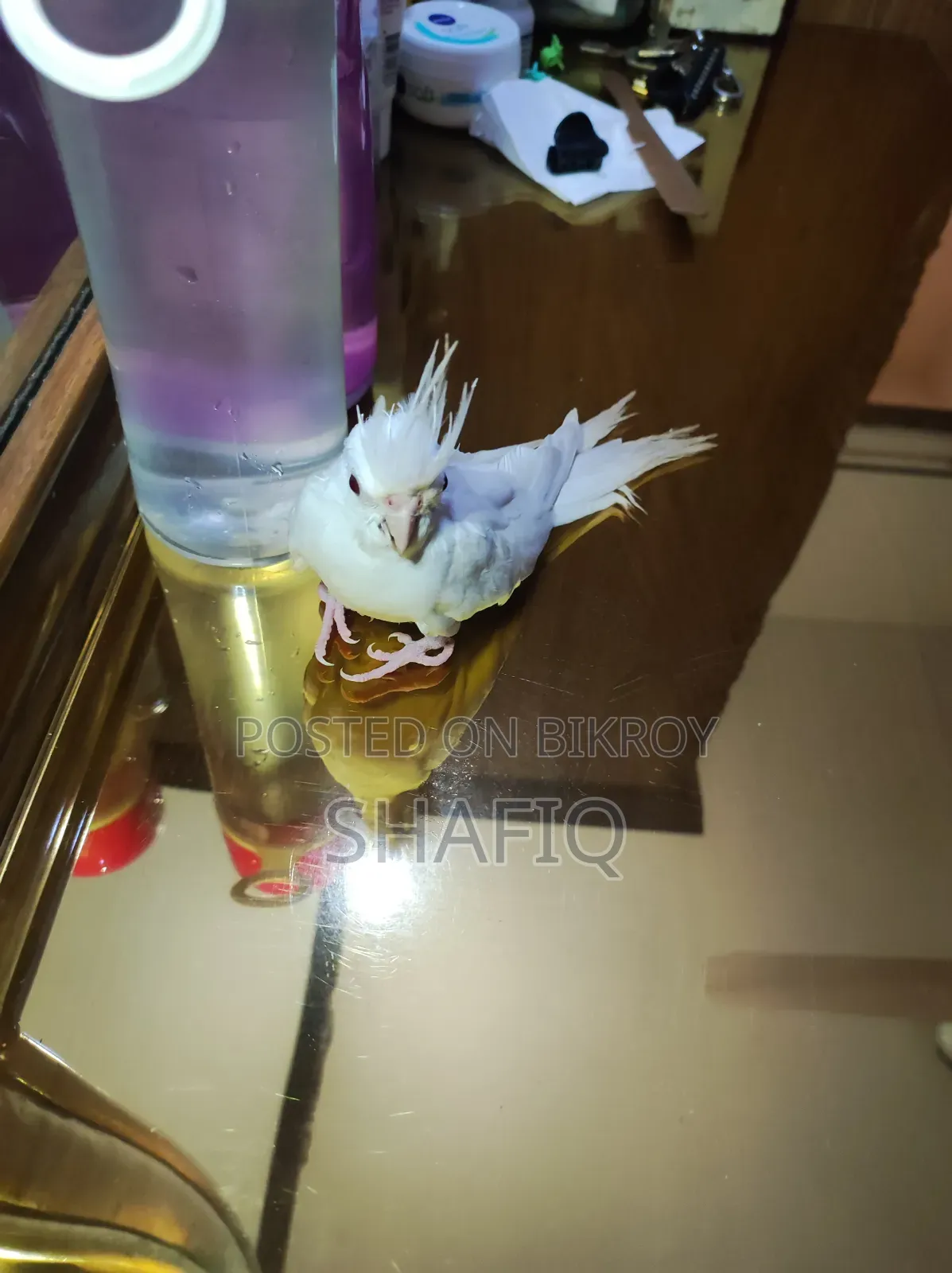Albino Cockatiel Male Baby