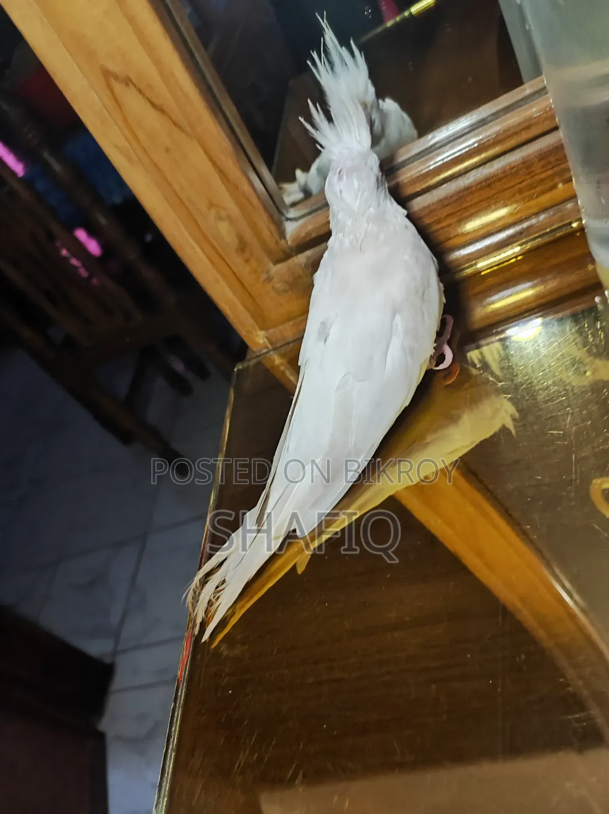Albino Cockatiel Male Baby