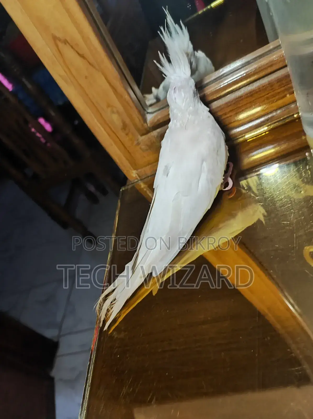 Albino Cockatiel Female Baby