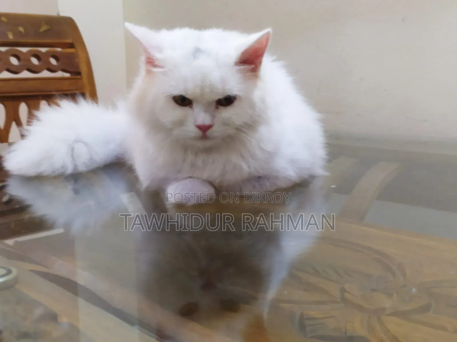 6-12 months Male Purebred Persian