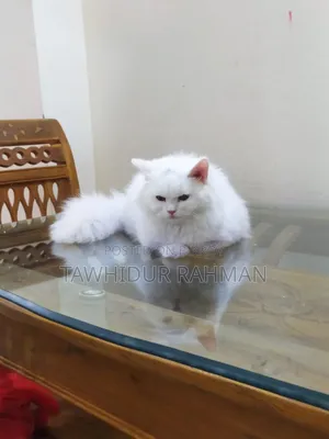 6-12 months Male Purebred Persian