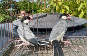 একজোড়া রানিং জাভা রানিং