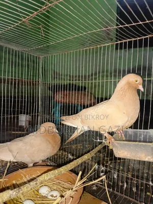 ভালো জাতের কবুতর বিক্রি