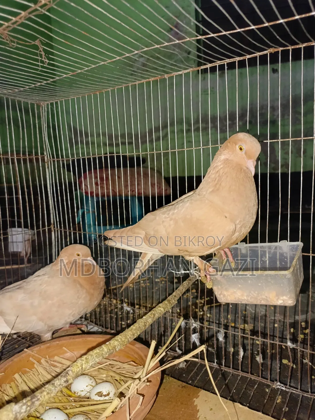 ভালো জাতের কবুতর বিক্রি
