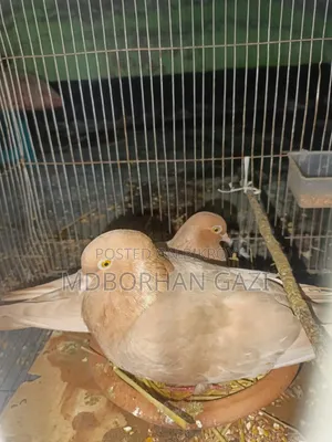ভালো জাতের কবুতর বিক্রি