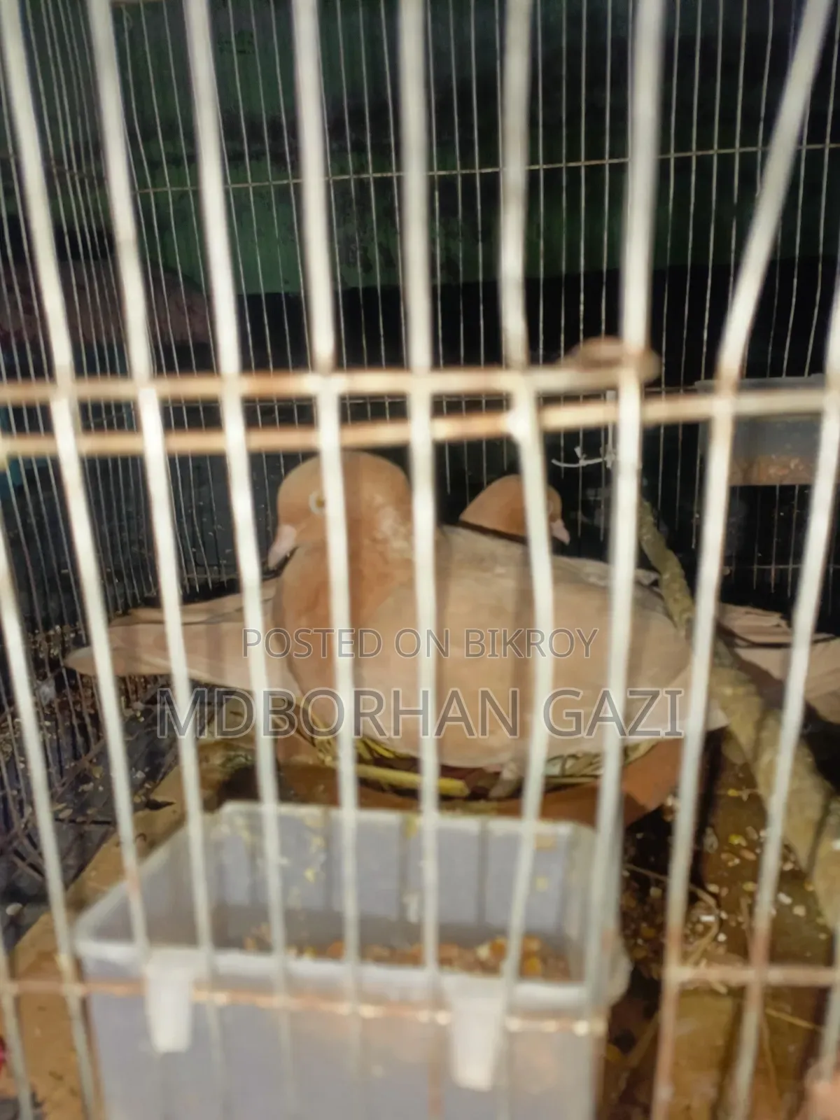ভালো জাতের কবুতর বিক্রি