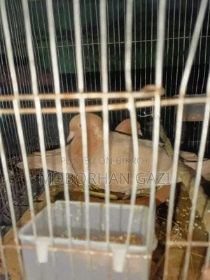 ভালো জাতের কবুতর বিক্রি