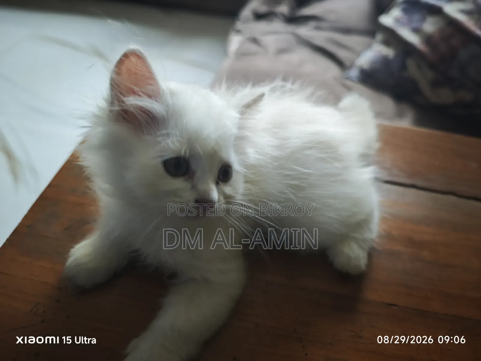 1-3 months Male Purebred Persian