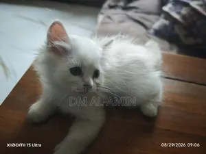 1-3 months Male Purebred Persian