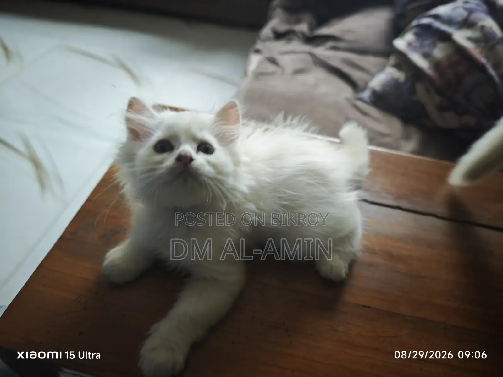 1-3 months Male Purebred Persian