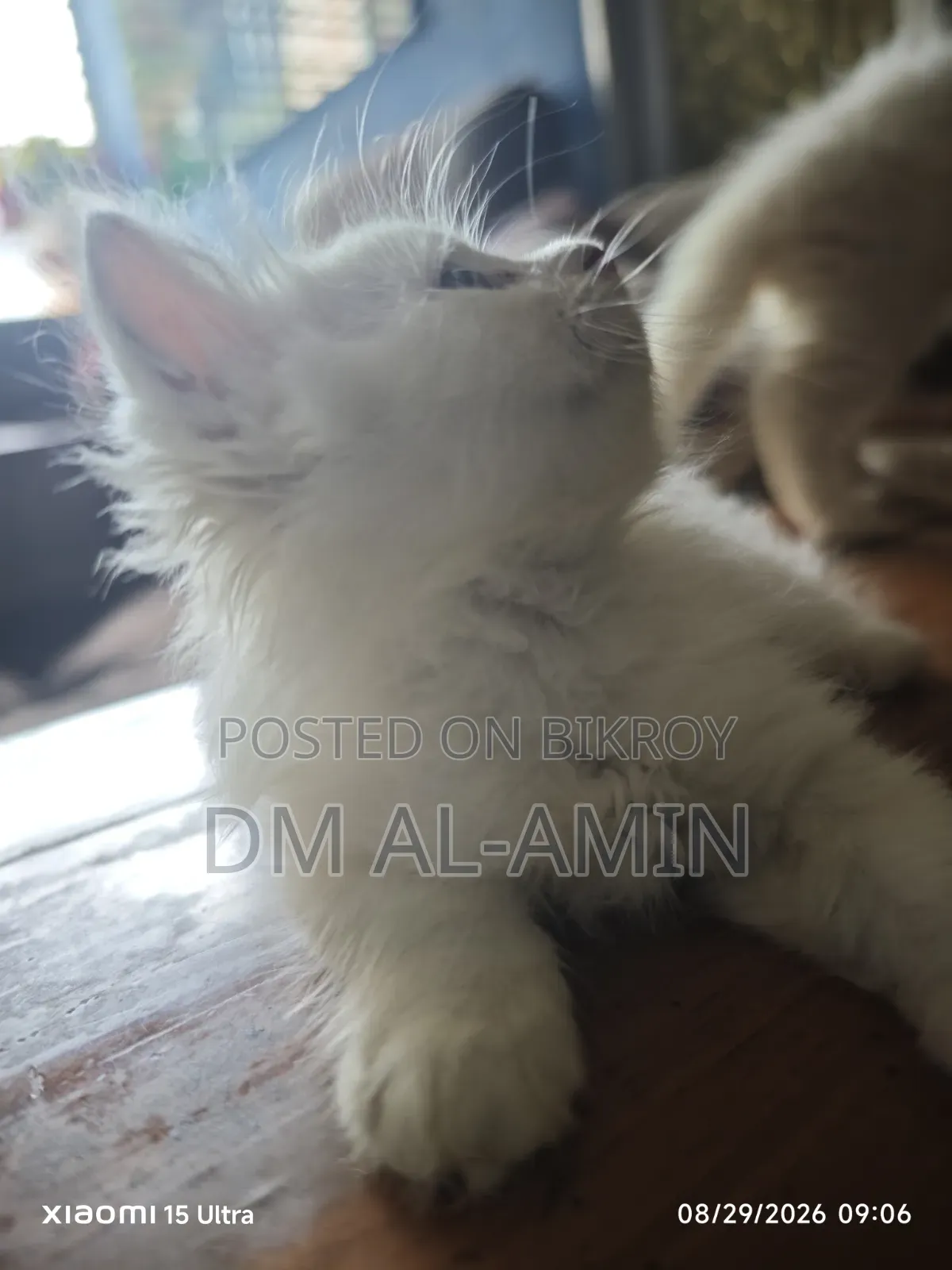 1-3 months Male Purebred Persian
