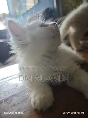 1-3 months Male Purebred Persian