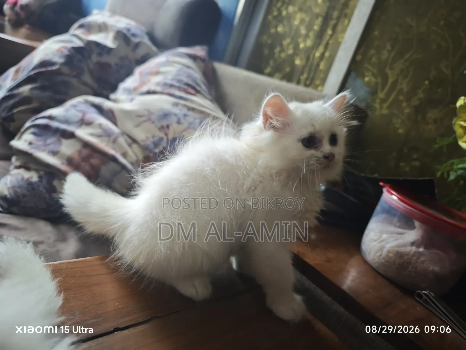 1-3 months Male Purebred Persian