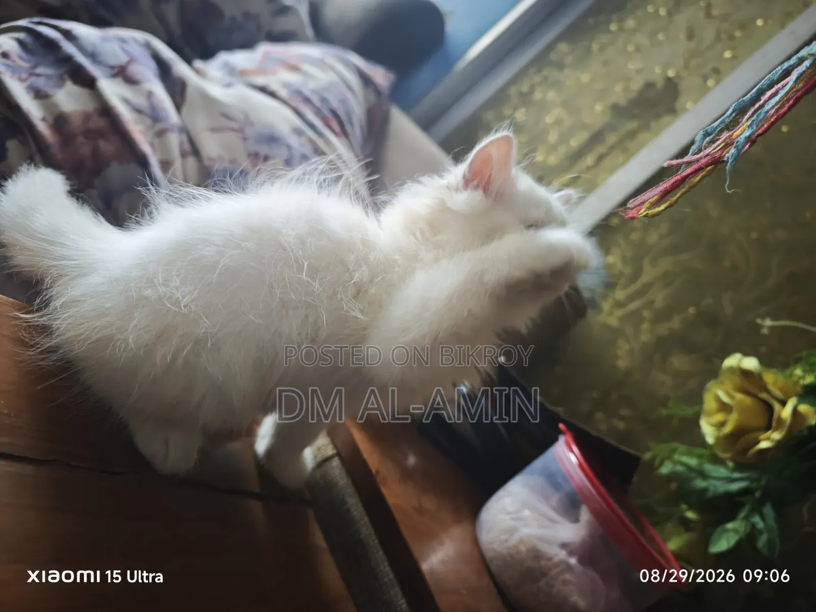 1-3 months Male Purebred Persian