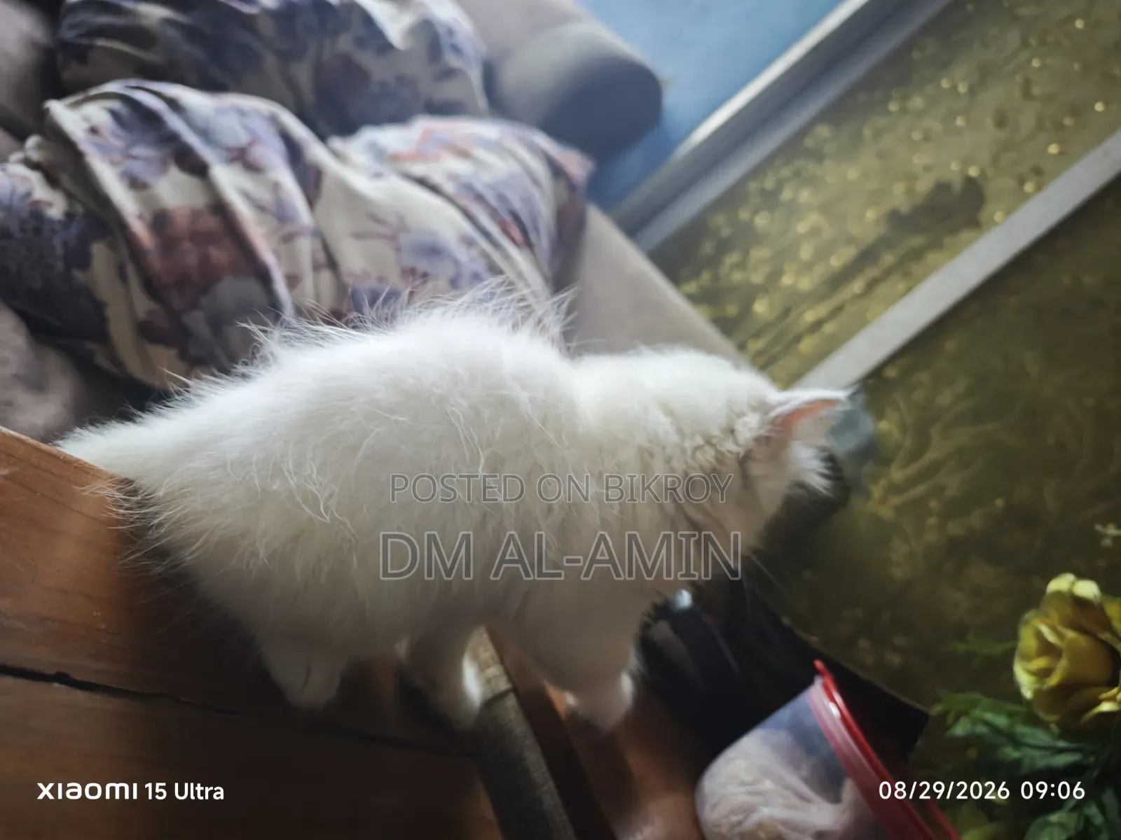 1-3 months Male Purebred Persian